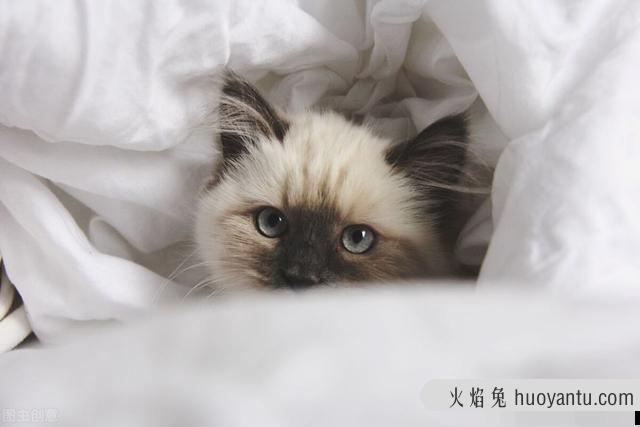 促进猫喝水的方法(让猫咪喝水的好办法)