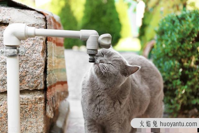 促进猫喝水的方法(让猫咪喝水的好办法)