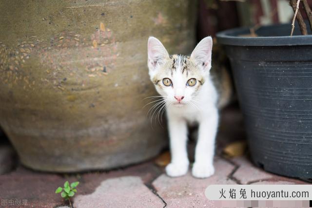 猫舔塑料袋是怎么回事(猫经常舔塑料袋)