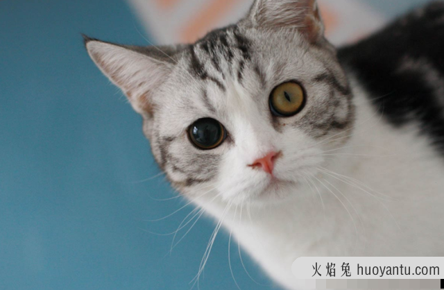 猫的眼睛有点红是为什么(猫为什么眼睛红红的)