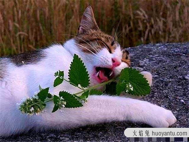 猫薄荷对猫有危害么(猫薄荷对猫有没有危害)