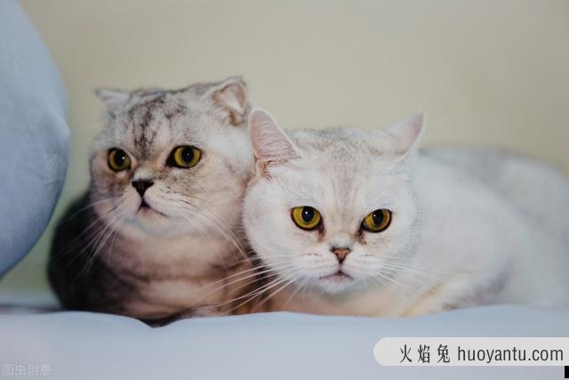 猫闹春怎么快速制止(怎样阻止猫闹春)