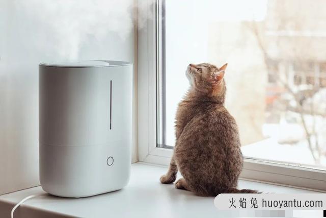 猫皮屑多是什么原因(猫皮屑多是什么原因引起的)