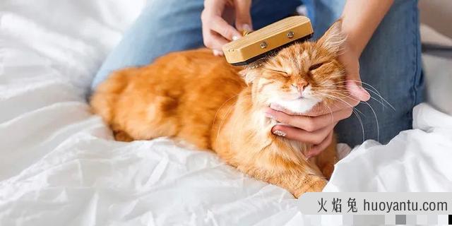 猫皮屑多是什么原因(猫皮屑多是什么原因引起的)