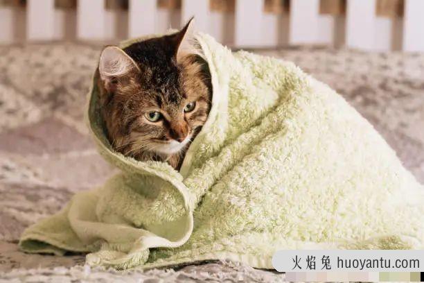 猫皮屑多是什么原因(猫皮屑多是什么原因引起的)