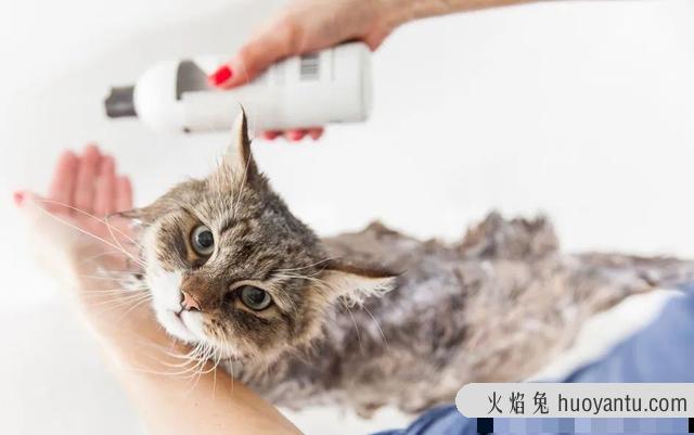 猫皮屑多是什么原因(猫皮屑多是什么原因引起的)