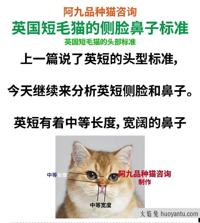 猫咪咬人打它会记仇吗(猫咪咬人挨打后会记住吗)