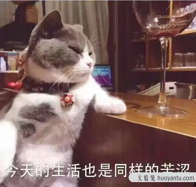 猫鼻支用什么药最有效(猫鼻支用什么药物治疗)