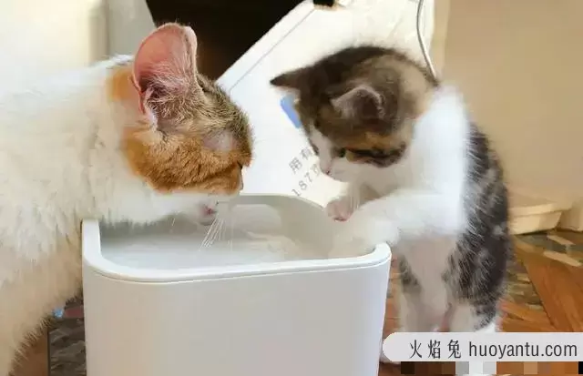 猫鼻支用什么药最有效(猫鼻支用什么药物治疗)