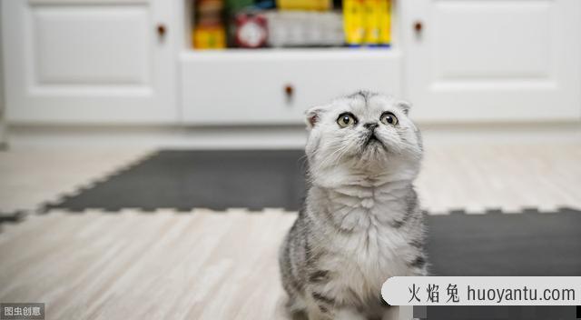 猫鼻支用什么药最有效(猫鼻支用什么药物治疗)