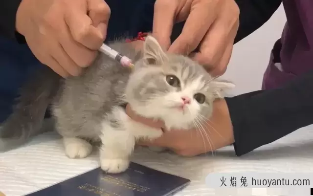 猫鼻支用什么药最有效(猫鼻支用什么药物治疗)