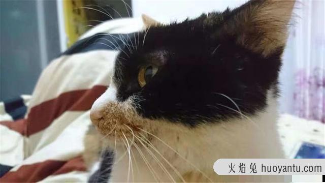 猫咪吐舌头流口水是怎么回事(猫咪吐舌头留口水)