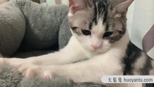 猫咪一边呼噜一边踩奶是什么意思(猫咪一边呼噜一边踩奶叫)