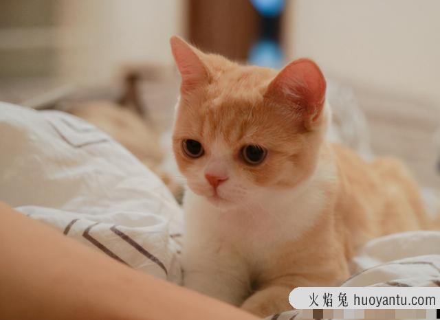 猫咪一边呼噜一边踩奶是什么意思(猫咪一边呼噜一边踩奶叫)