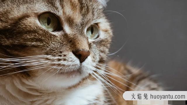 猫球虫病怎么引起的(猫得了球虫病有什么症状)