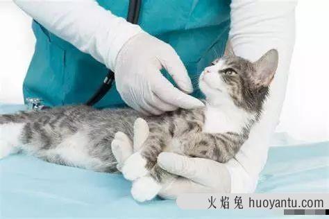 干性猫传腹能活多久(干性猫传腹晚期能救活吗)