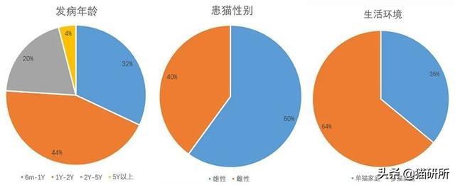 干性猫传腹能活多久(干性猫传腹晚期能救活吗)