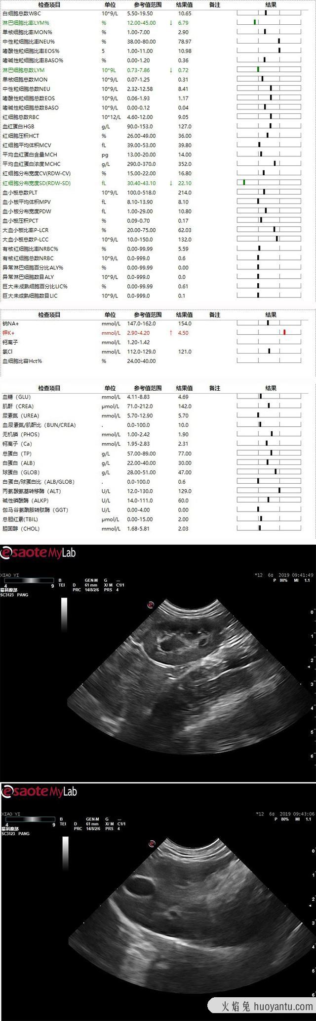 干性猫传腹能活多久(干性猫传腹晚期能救活吗)