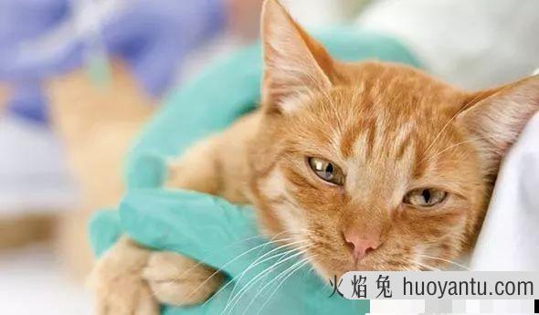 干性猫传腹能活多久(干性猫传腹晚期能救活吗)