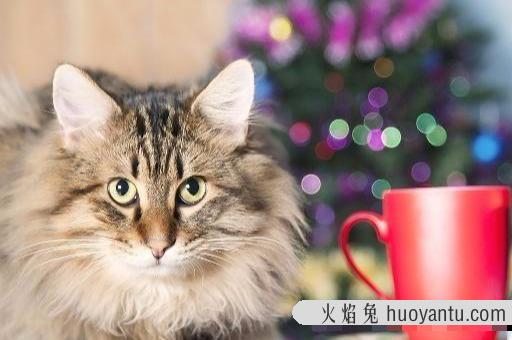 家里点蚊香对猫咪有害吗(屋里点蚊香对猫有影响吗)