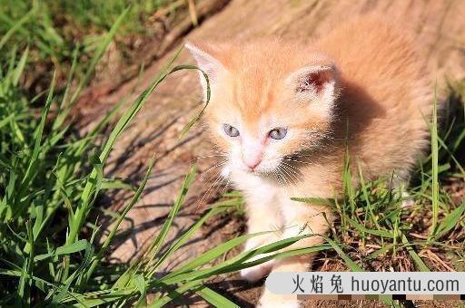 家里点蚊香对猫咪有害吗(屋里点蚊香对猫有影响吗)