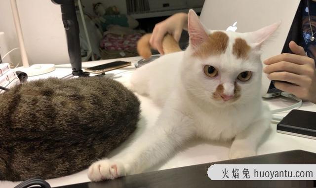 猫咪夏天怕热吗(猫咪可以忍受夏天40度吗)