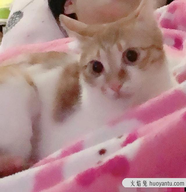 猫咪夏天怕热吗(猫咪可以忍受夏天40度吗)