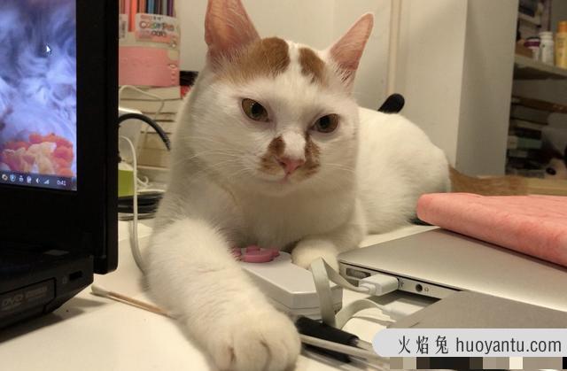 猫眼中的世界是什么样子的(猫的眼中看到的世界)