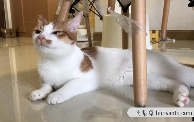 猫咪夏天怕热吗(猫咪可以忍受夏天40度吗)