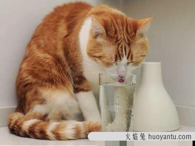 猫咪夏天怕热吗(猫咪可以忍受夏天40度吗)