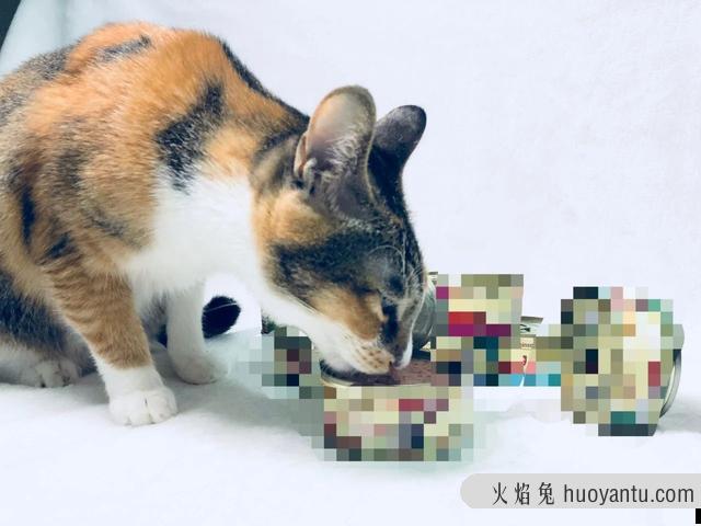 猫咪夏天怕热吗(猫咪可以忍受夏天40度吗)