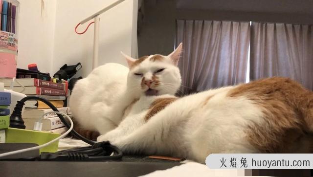 猫咪夏天怕热吗(猫咪可以忍受夏天40度吗)