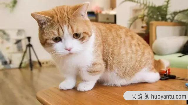 猫咪挑食多久可以纠正(猫挑食多久能纠正)