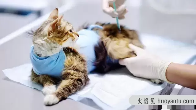 单独养母猫需要绝育吗(母猫可以直接绝育吗)