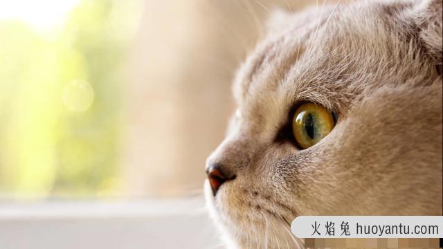 单独养母猫需要绝育吗(母猫可以直接绝育吗)