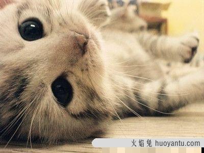 猫咪挑食多久可以纠正(猫挑食多久能纠正)