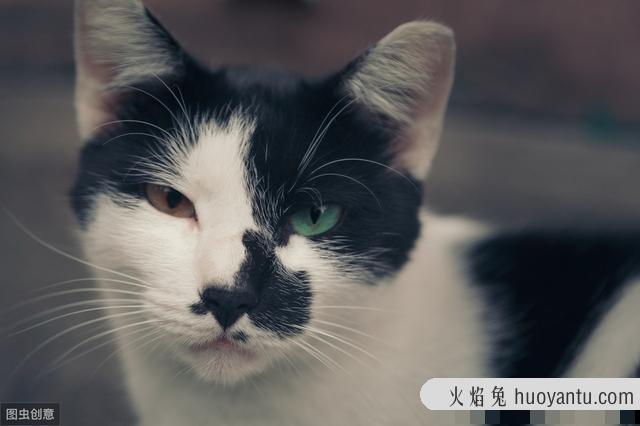 异色瞳猫有什么缺陷吗(猫的异色瞳很常见吗)