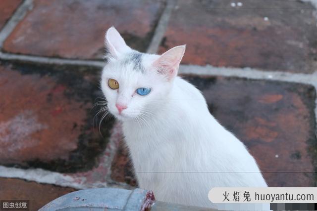 异色瞳猫有什么缺陷吗(猫的异色瞳很常见吗)