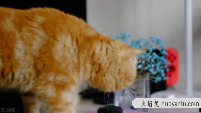 加菲猫眼睛红肿怎么办(加菲猫眼睛肿了怎么回事)