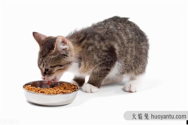 猫吐了一堆糊状的猫粮怎么办(猫吐了稀糊一样的猫粮)