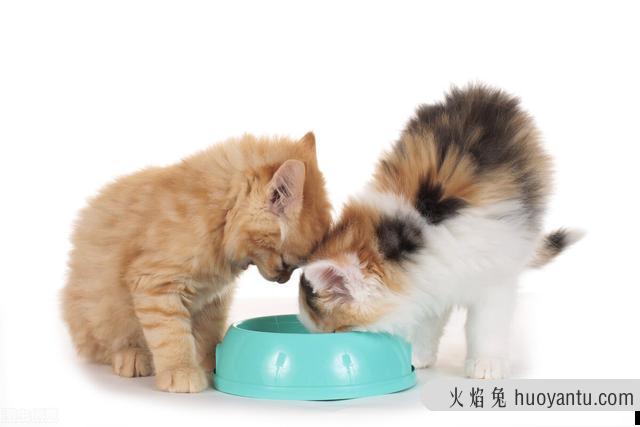 猫吐了一堆糊状的猫粮怎么办(猫吐了稀糊一样的猫粮)