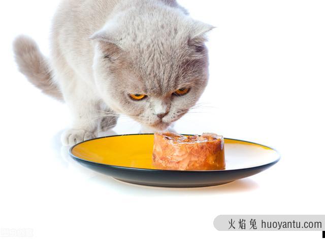 猫吐了一堆糊状的猫粮怎么办(猫吐了稀糊一样的猫粮)