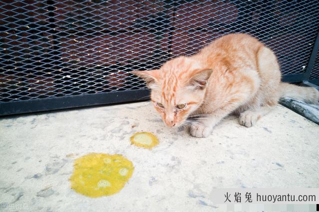 猫吐了一堆糊状的猫粮怎么办(猫吐了稀糊一样的猫粮)