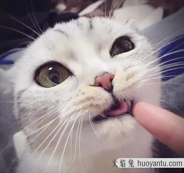 折耳蓝猫是纯种蓝猫吗(纯种折耳猫和蓝猫区别)