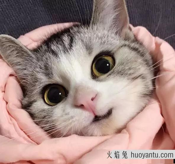 折耳蓝猫是纯种蓝猫吗(纯种折耳猫和蓝猫区别)