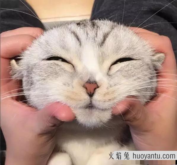 折耳蓝猫是纯种蓝猫吗(纯种折耳猫和蓝猫区别)