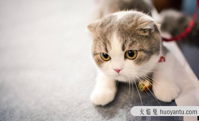 折耳蓝猫是纯种蓝猫吗(纯种折耳猫和蓝猫区别)