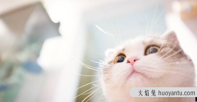 折耳蓝猫是纯种蓝猫吗(纯种折耳猫和蓝猫区别)