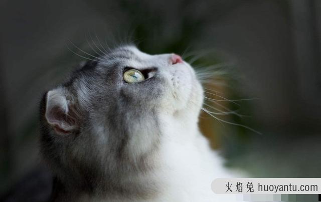 折耳蓝猫是纯种蓝猫吗(纯种折耳猫和蓝猫区别)