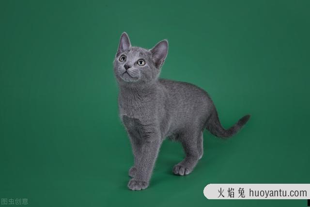 俄罗斯短毛猫的毛有什么光泽(俄罗斯长毛猫的品种有哪些)